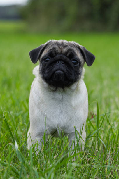 istock pug puppy playing in the grass on a walk 2176077612