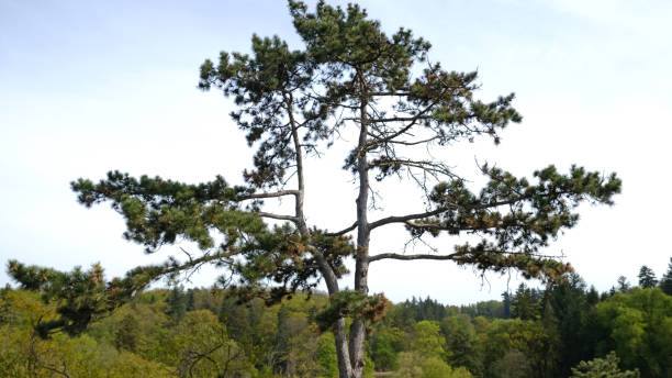 istock Lone Pine Tree Stands Tall in Beautiful, Serene and Peaceful Landscape Setting. Majestic and towering pine tree stands tall in midst of serene and tranquil, beautiful natural setting. 2176077680