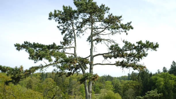 istock Lone Pine Tree Stands Tall in Beautiful, Serene and Peaceful Landscape Setting. Majestic and towering pine tree stands tall in midst of serene and tranquil, beautiful natural setting. 2176077698
