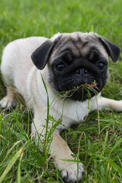istock pug puppy playing in the grass on a walk 2176077738