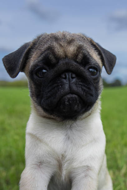 istock pug puppy playing in the grass on a walk 2176077752
