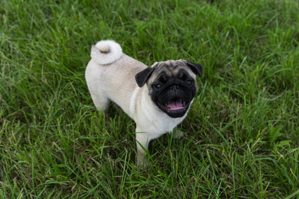 istock pug puppy playing in the grass on a walk 2176077756
