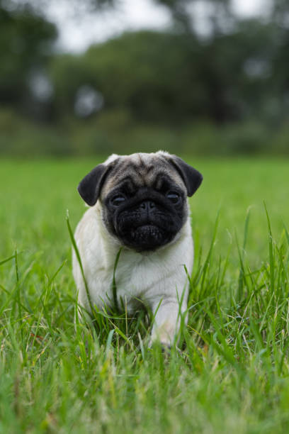 istock pug puppy playing in the grass on a walk 2176077803