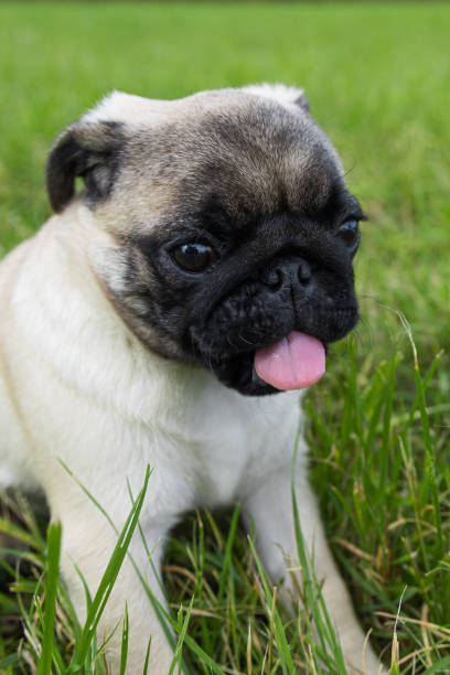 istock pug puppy playing in the grass on a walk 2176077842