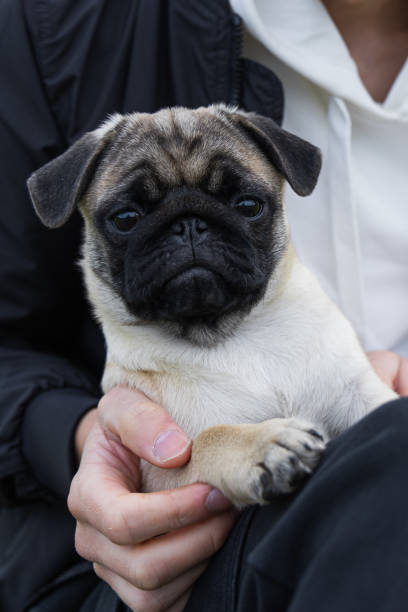 istock pug puppy playing in the grass on a walk 2176077881