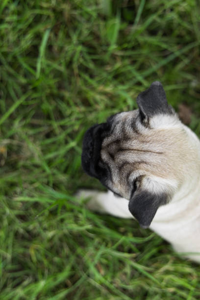 pug puppy playing in the grass on a walk