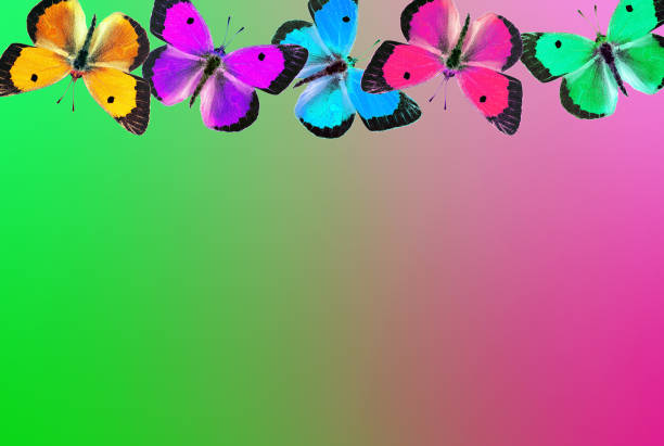 Rainbow spectrum. Colors of rainbow. Multicolored butterflies. Multicolored abstract background. Copy spaces