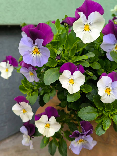 istock colorful blooming pansy flowers in the Spring 2176079293