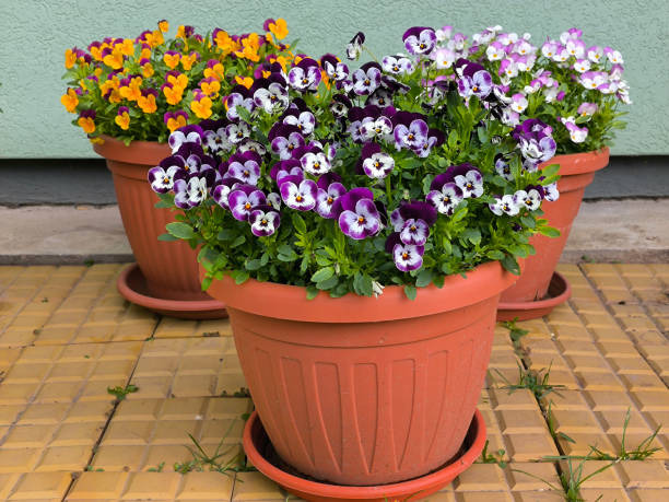 istock colorful blooming pansy flowers in the Spring 2176079404