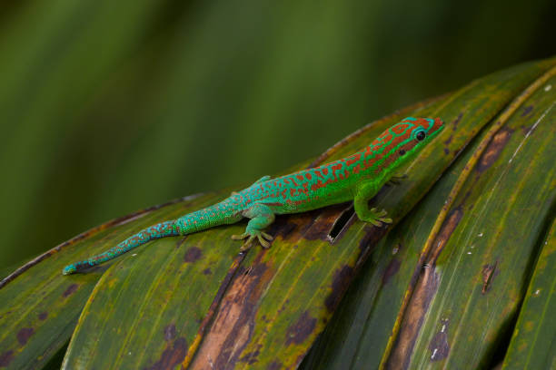 istock Turquoise green and blue ornate day gecko on palm tree leaf 2176082110