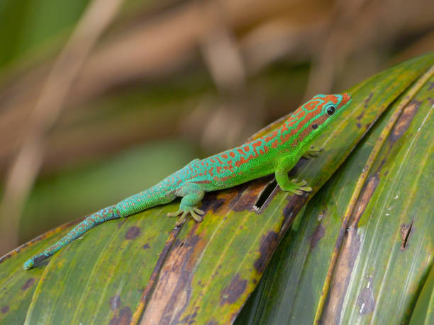 istock Turquoise green and blue ornate day gecko on palm tree leaf 2176084067
