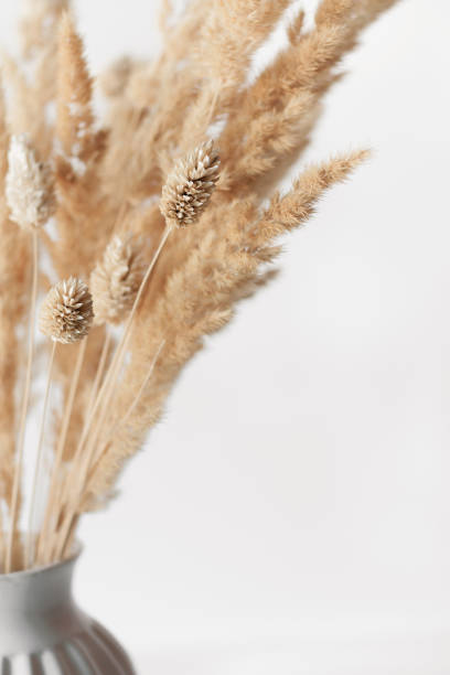 istock Dry flowers close-up 2176084446