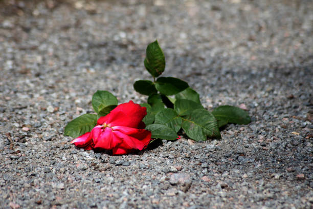 Camellia flower fallen leaves