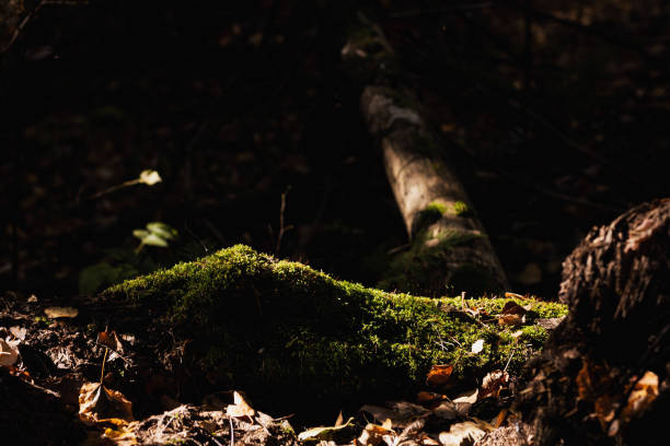 green moss on a fallen tree, illuminated by the sun