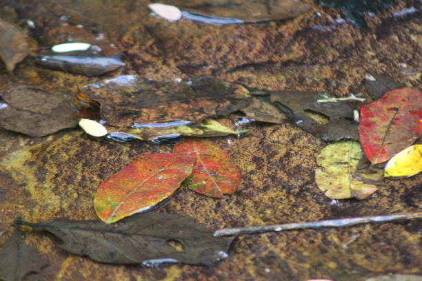 Stream scene close-up water, leaves, organic matter, colorful, red, yellow, brown, black, against water-covered rock background