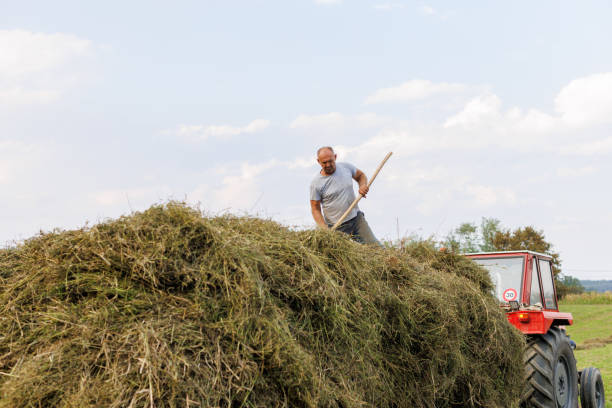Bearded Farmer Turning Hay Pile Into Haystacks On Ranch