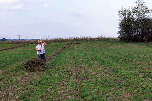 Hard life in the village. The family gathers hay for the winter, they are load hay with pitchfork on a tractor trailer.