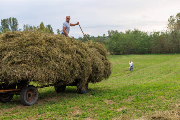 Two brothers push a large hay bale on a sunny field, smiling and playing. Concept of teamwork, countryside life, and outdoor joy.