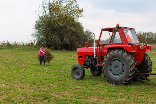 Backlit shot of a latin farmer woman driving an old tractor, in the middle of his farmland at sunset