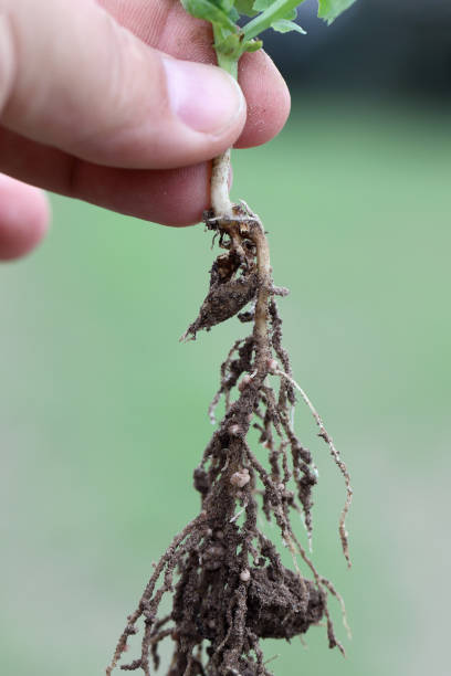 istock Symbiotic root nodules on young pea plant in a crop field. Bacteria that provide nitrogen fertilizer to the plant from atmospheric nitrogen. 2176087830