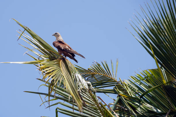 Fish Eagle on the beach of Mararikulam in Kerala