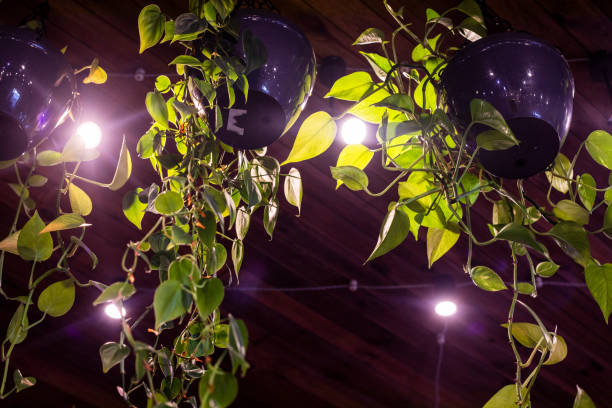 live flowers with backlighting in the interior in the loft style. Modern interior