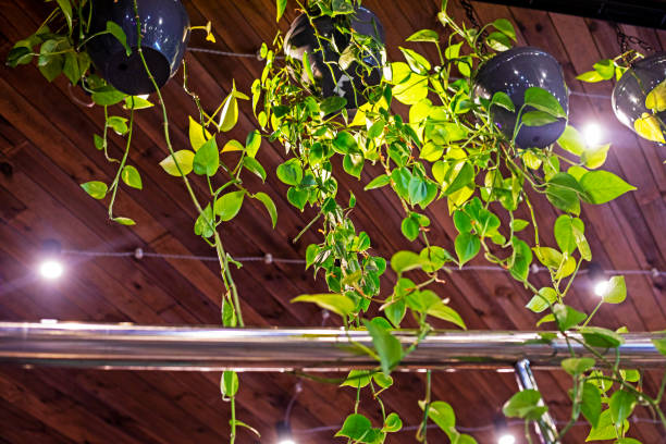 istock live flowers with backlighting in the interior in the loft style. Modern interior 2176097609