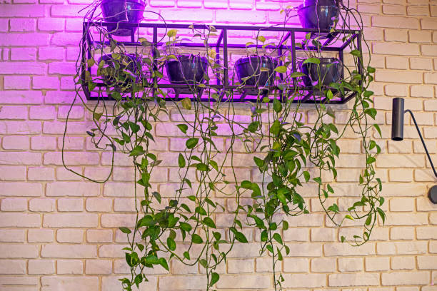 istock live flowers with backlighting in the interior in the loft style. Modern interior 2176097776
