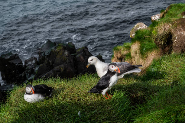 istock Puffins and seagull, Iceland 2176099053