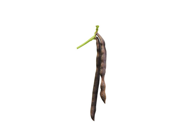 istock mung bean or Vigna radiata dried been 2176099297