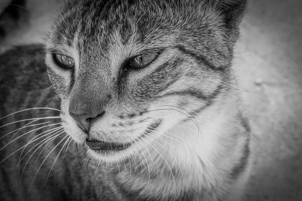 Close-up black and white portrait of a tabby cat with detailed whiskers and fur texture.