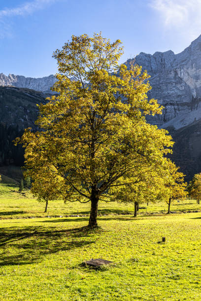 istock maple trees at Ahornboden, Karwendel mountains, Tyrol, Austria 2176099870