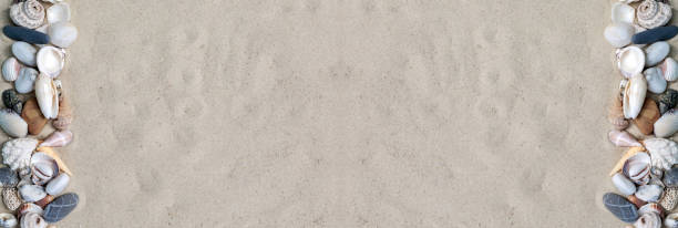 beach themed banner or header with beautiful shells and corals. Vacation, resort and sea concept.