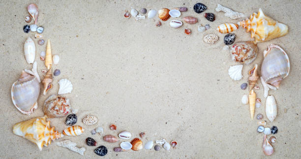 istock sea themed banner or header with beautiful shells and corals. Vacation, resort and beach concept. 2176100082