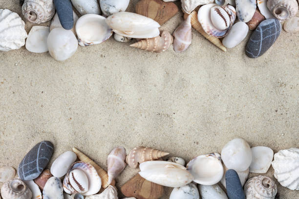 istock Seashells on white sand. Top view with copy space. Vacation theme 2176100084