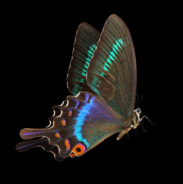 istock bright colorful tropical swallowtail butterfly isolated on black 2176100917