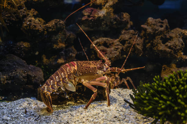 A live spiny lobster with long antennae and detailed patterns on its shell, resting in a water tank at a seafood market.