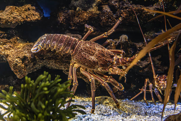 istock Underwater portrait of a Crayfish on a rock 2176102556