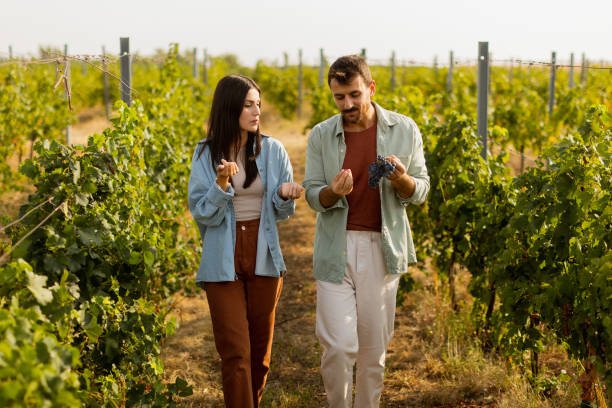 istock Couple enjoying a sunny day in a vineyard, admiring freshly picked grapes while walking through lush green rows of vines in late afternoon light 2176102742