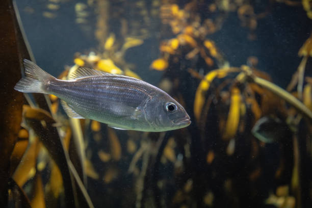 istock One small silver colored fish swimming in between kelp and seaweed 2176103104
