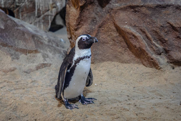 The Boulders Penguin Colony was established in 1983 and numbers increased from surrounding island colonies to bring breeding numbers to 3 900 birds in 2005. Since then there has been a decrease. The 2011 figures sit at around 2100 birds at Boulders Penguin Colony.