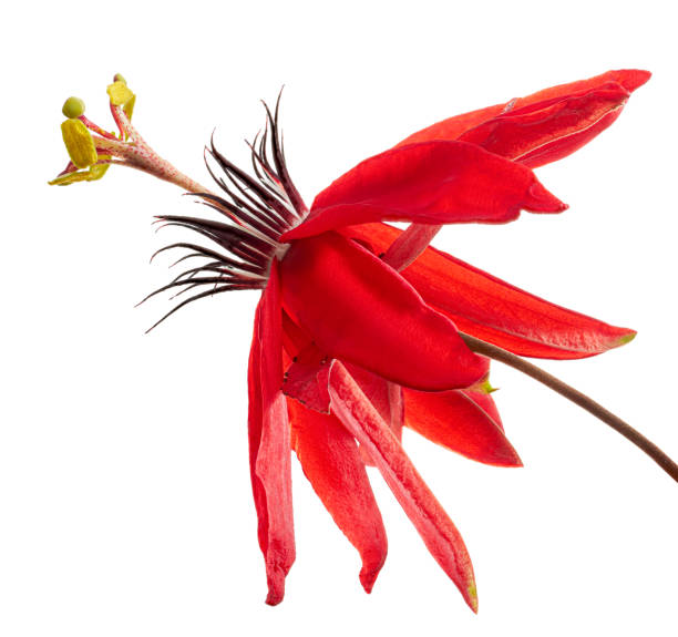 istock Passiflora coccinea, Red passion flower isolated on white background with clipping path 2176103885