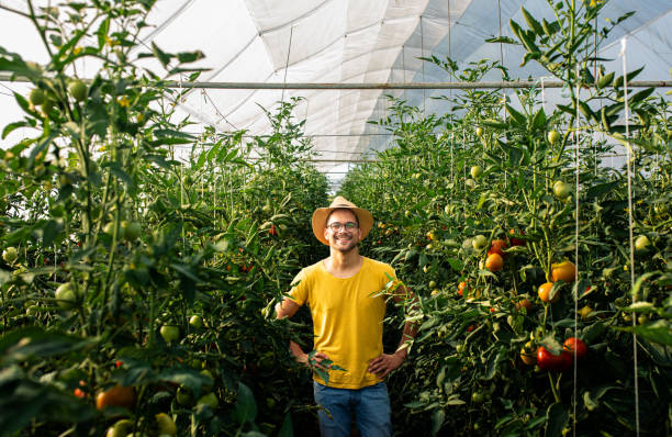 istock Farmer standing in tomato greenhouse looking at camera 2176104217