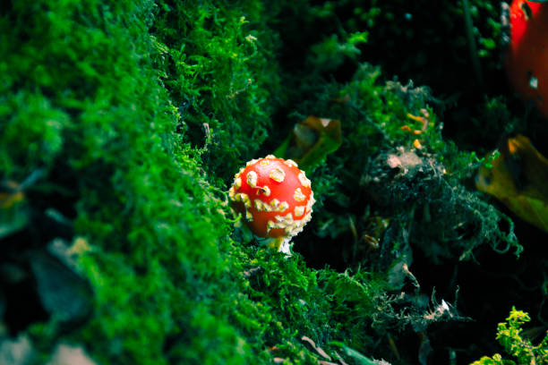 Amanita Mushroom in Nature