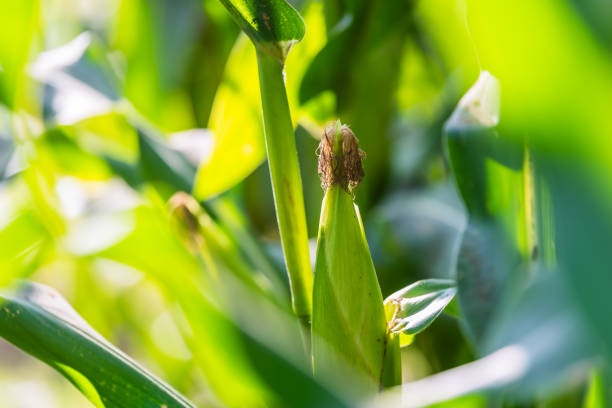 Cornstalk