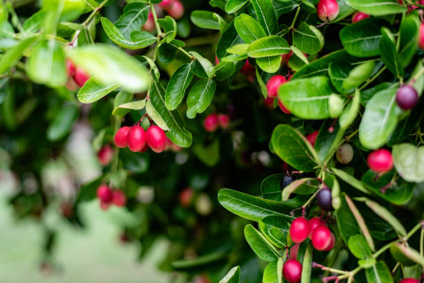istock Bengal Currant, Carissa carandas, Christ thorn tree tropical fruit. 2176108050