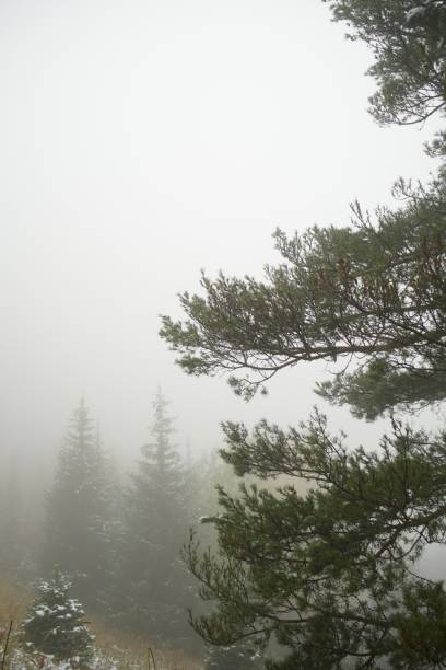 istock two firs in the fog 2176109903