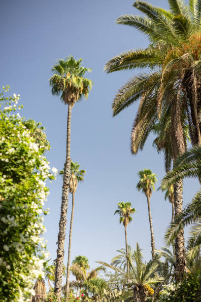 istock Plants and cacti in garden in Marrakesh, close ups and distant shots. 2176111799