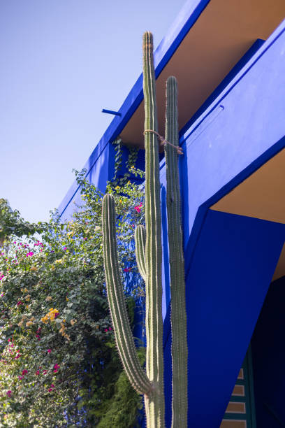 istock Plants and cacti in garden in Marrakesh, close ups and distant shots. 2176111806