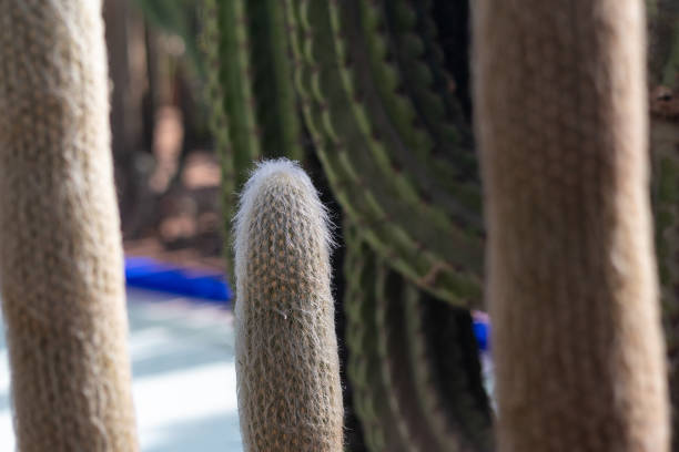 Plants and cacti in garden in Marrakesh, close ups and distant shots.